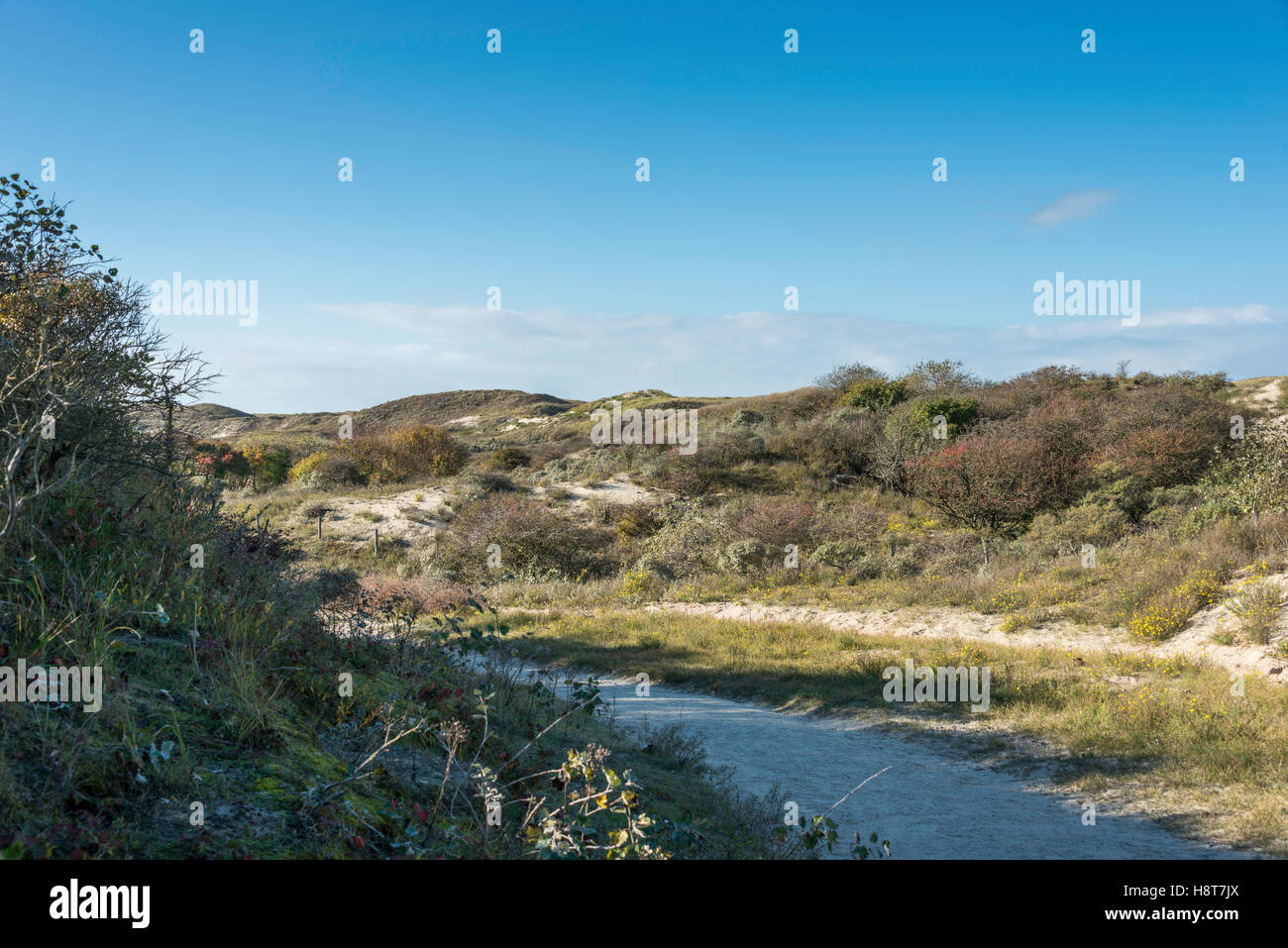 Dünen und Gräser in der Natur in die niederländische Landschaft Stockfoto