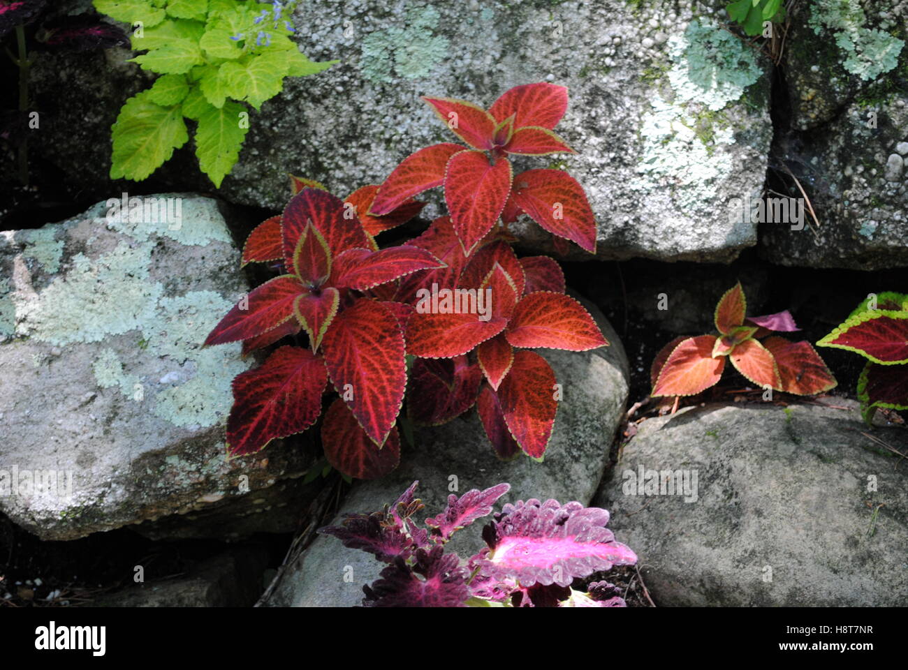 Rot, lila, grün, Orange Pflanzen wachsen durch die Risse in den Felsen Stockfoto