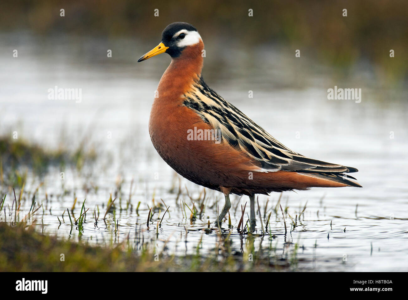 Rotes Phalarope / grau Wassertreter (Phalaropus Fulicarius / Phalaropus Fulicaria) auf Nahrungssuche an Teich in Tundra, Spitzbergen, Norwegen Stockfoto