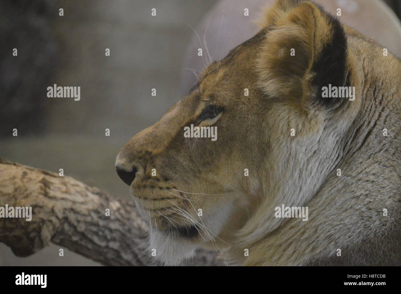 Lion Stockfoto