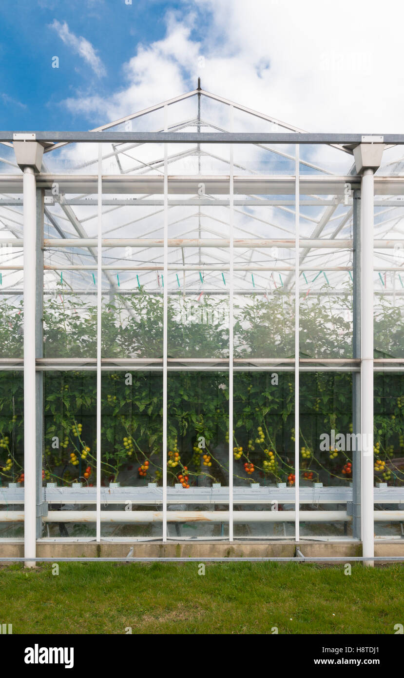 außen ein Gewächshaus Anbau von Tomaten in den Niederlanden Stockfoto