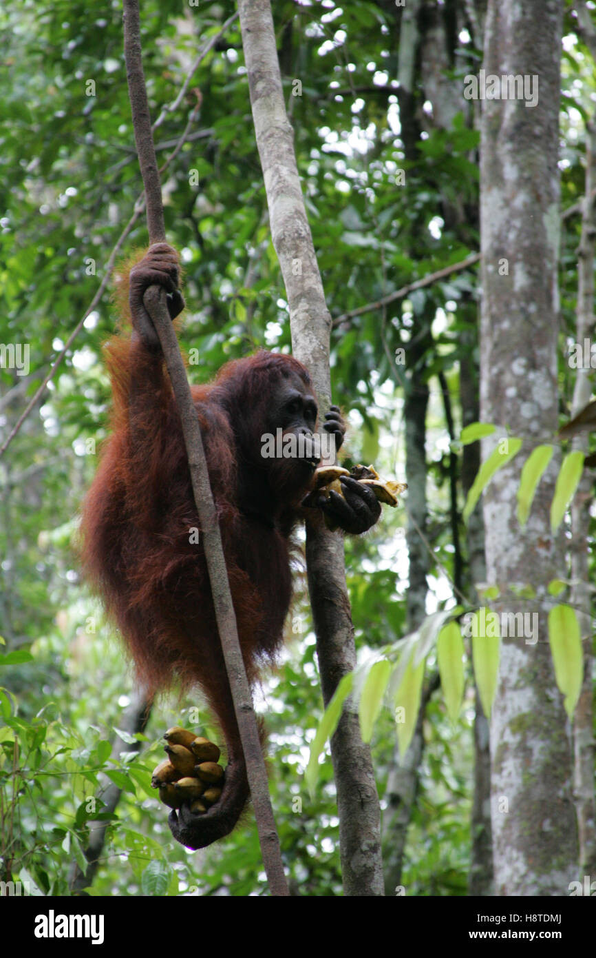 Ein Orang-Utan klettert Bäume bei der Fütterung im Tanjung Puting Orang Utan Rehabilitation Center in Kalimantan, Indonesien Stockfoto