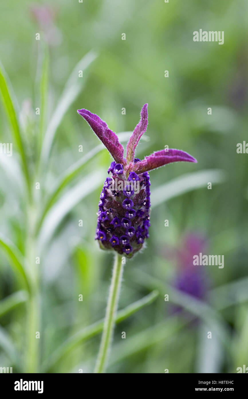 Lavandula Stoechas. Französischer Lavendel Blume. Stockfoto