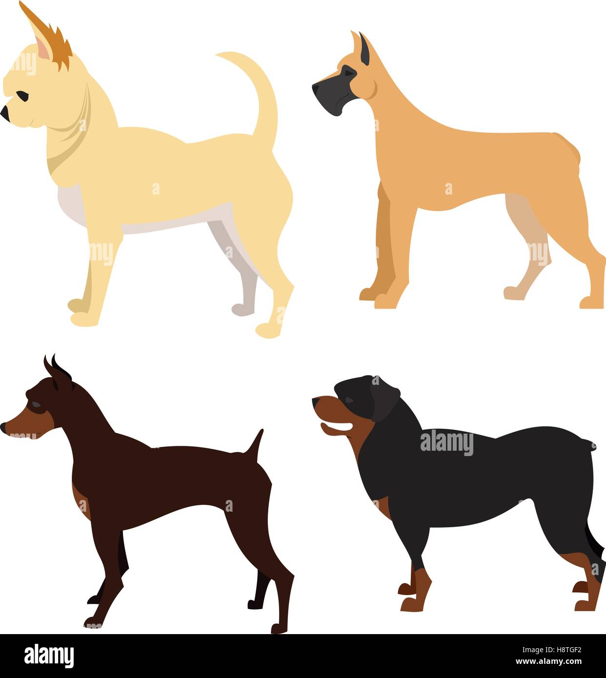 Reinrassige Hunde Eingestellt Chihuahua Und Deutsche Dogge Dobermann Und Rottweiler Vektor Illustration Stock Vektorgrafik Alamy