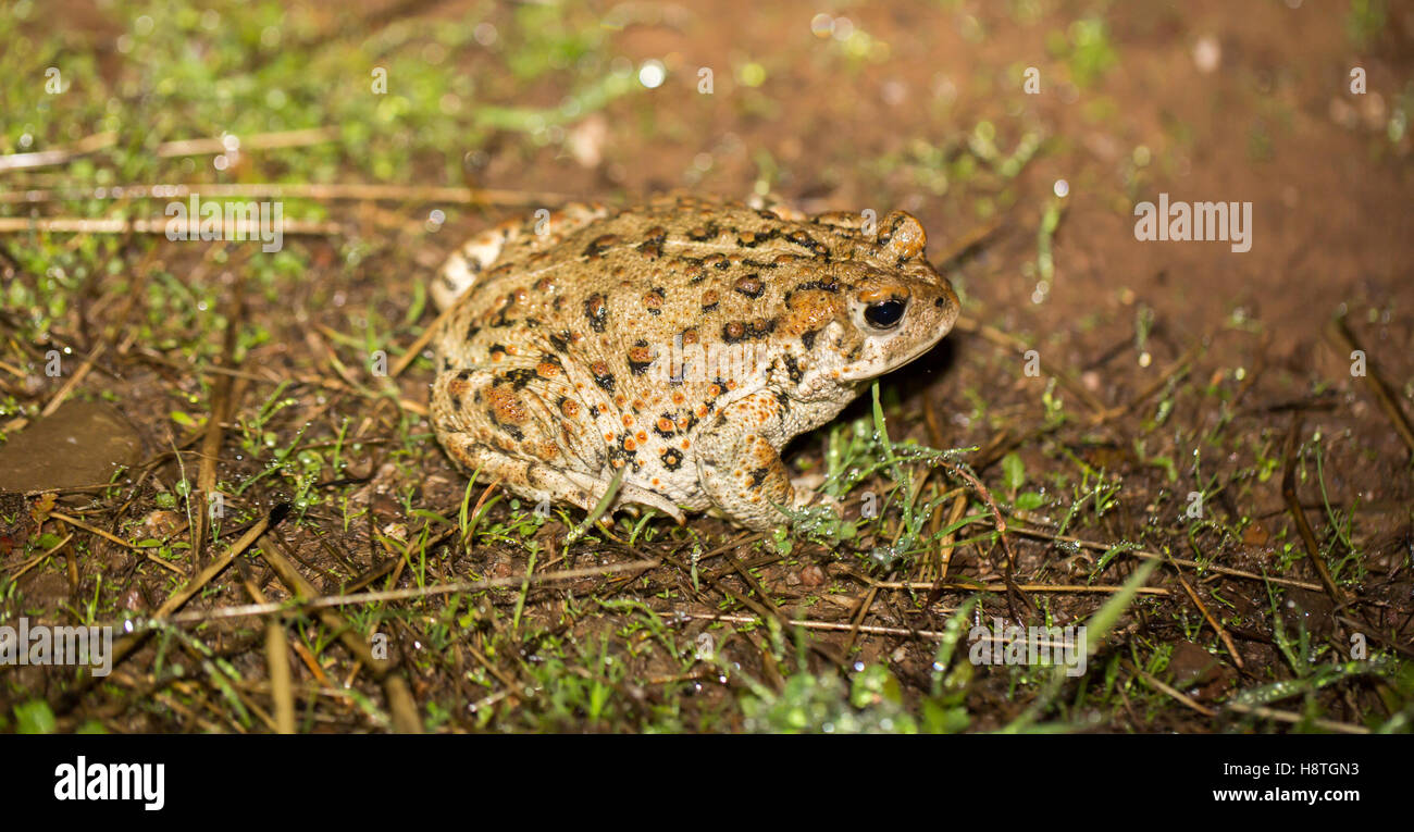 California Toad - Anaxyrus Boreas halophile, Santa Clara County, Kalifornien Stockfoto
