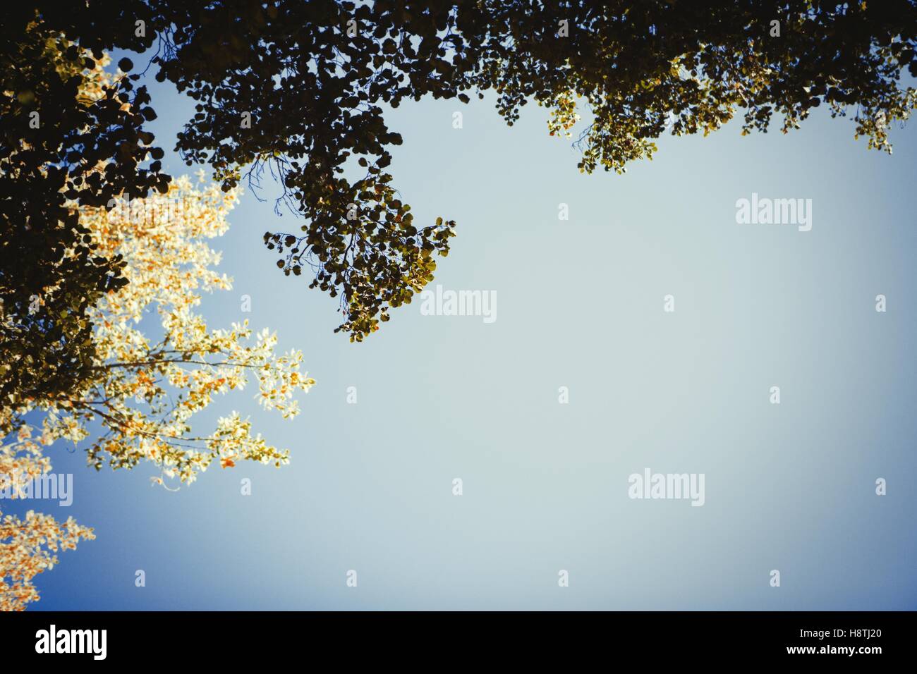 Die Wipfel der Bäume Goldener Herbst Stockfoto