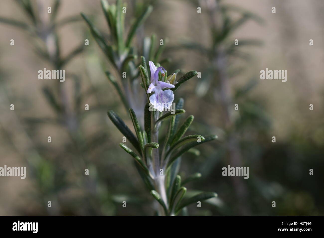Rosmarin Blute Stockfotos Und Bilder Kaufen Alamy