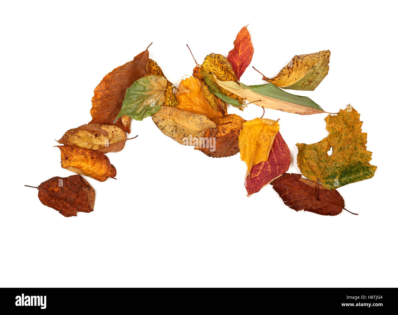 Multicolor Herbst Blätter. Isoliert auf weißem Hintergrund mit Textfreiraum. Ansicht von oben. Stockfoto