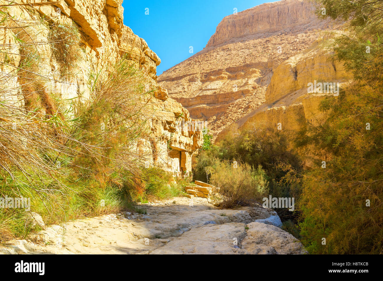 Ein Gedi Naturreservat ist perfekt um das Wüste Klima genießen, aber für müde Touristen gibt es einige schattige Bereiche, Israel. Stockfoto