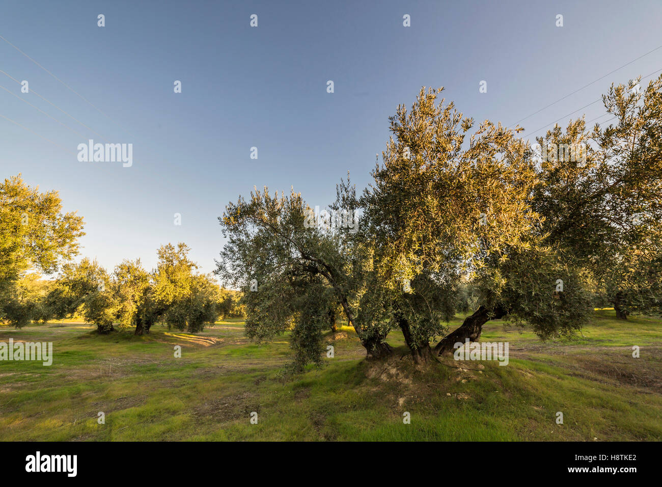 Olivenbaum aus der picual Sorte in der Nähe von Jaen, Spanien Stockfoto