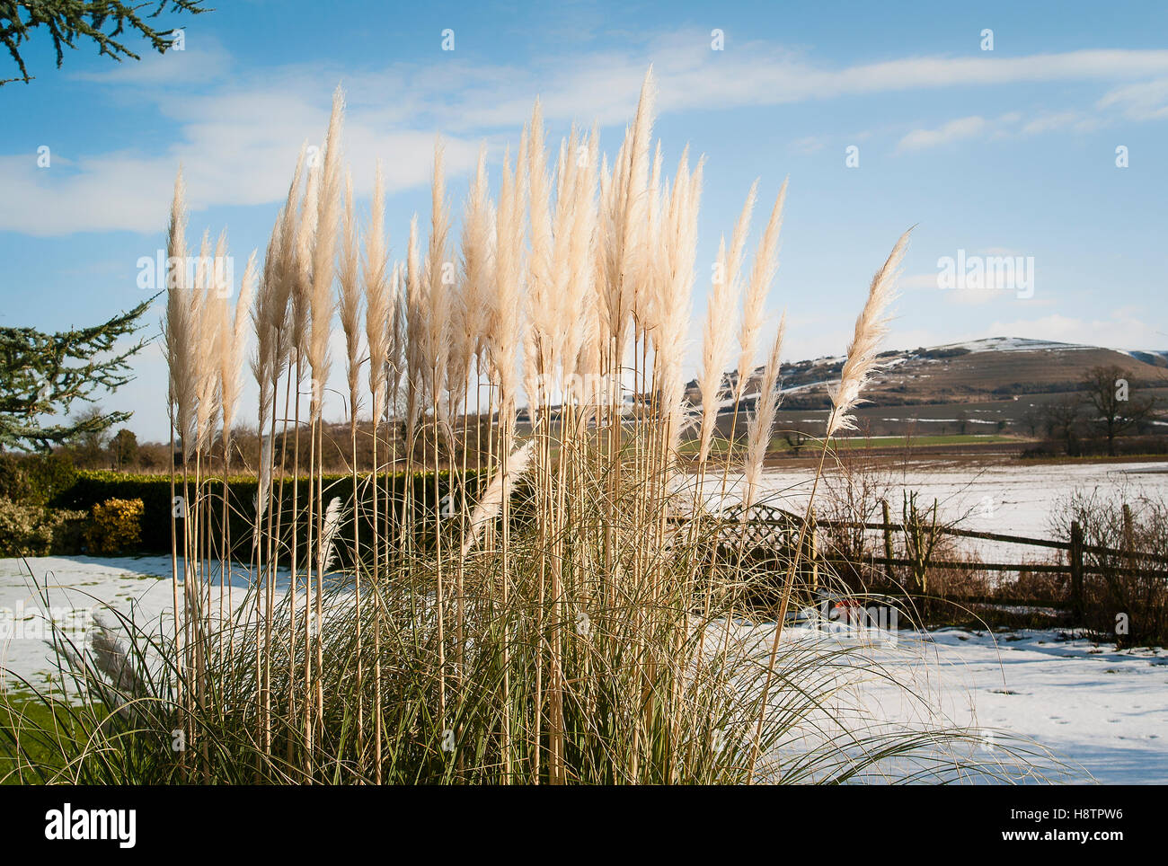 Wintergarten Interesse Stockfotos und bilder Kaufen Alamy