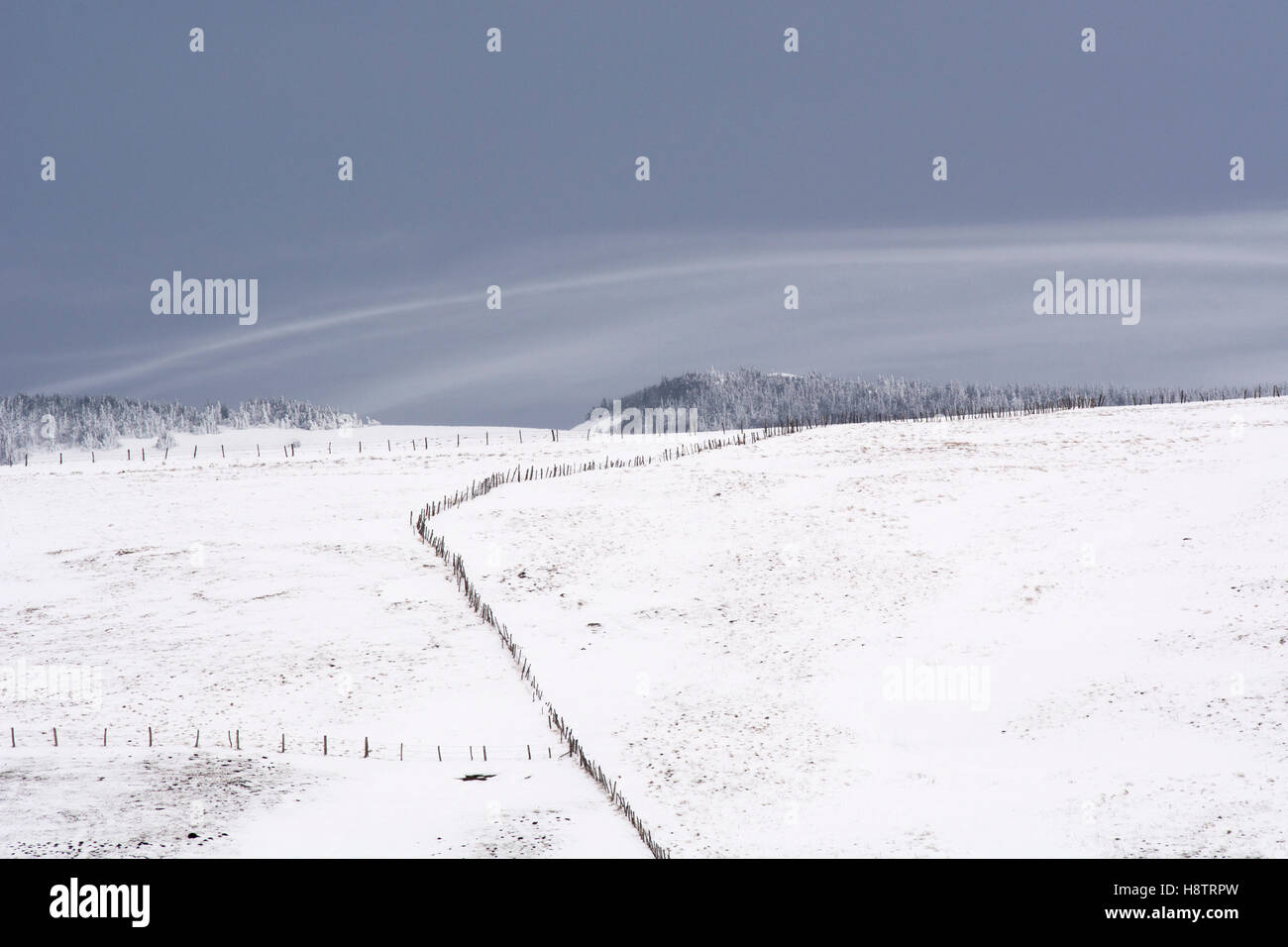Beweidung in den Schnee, massiv Cézallier PNR-Vulkane d ' Auvergne, Auvergne, Frankreich Stockfoto