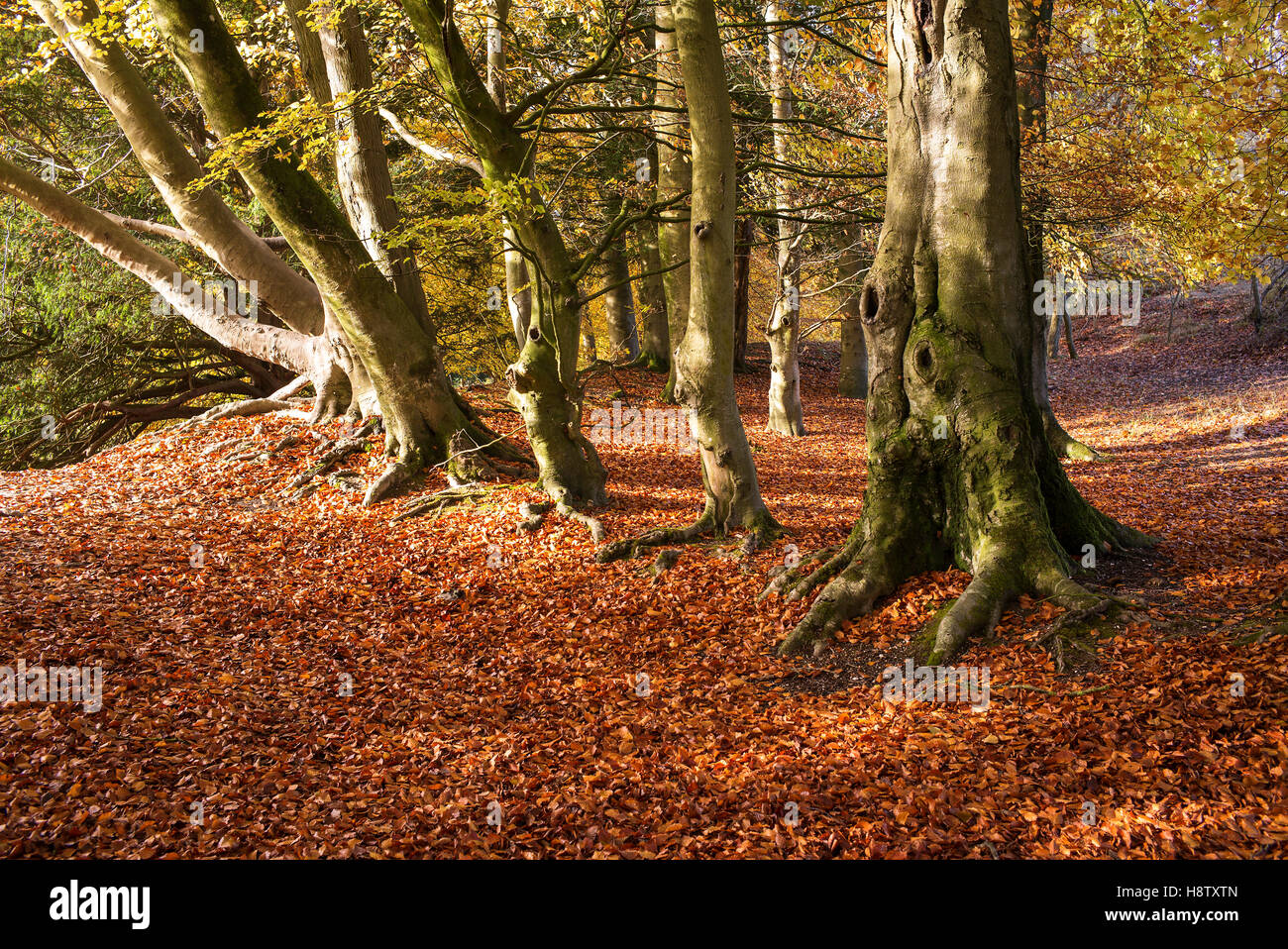 Fagus Sylvatica-Herbstfrbung der Europische Buche Bume in einem Laubwald  im Herbst. November. Hampshire, UK Stockfotografie - Alamy