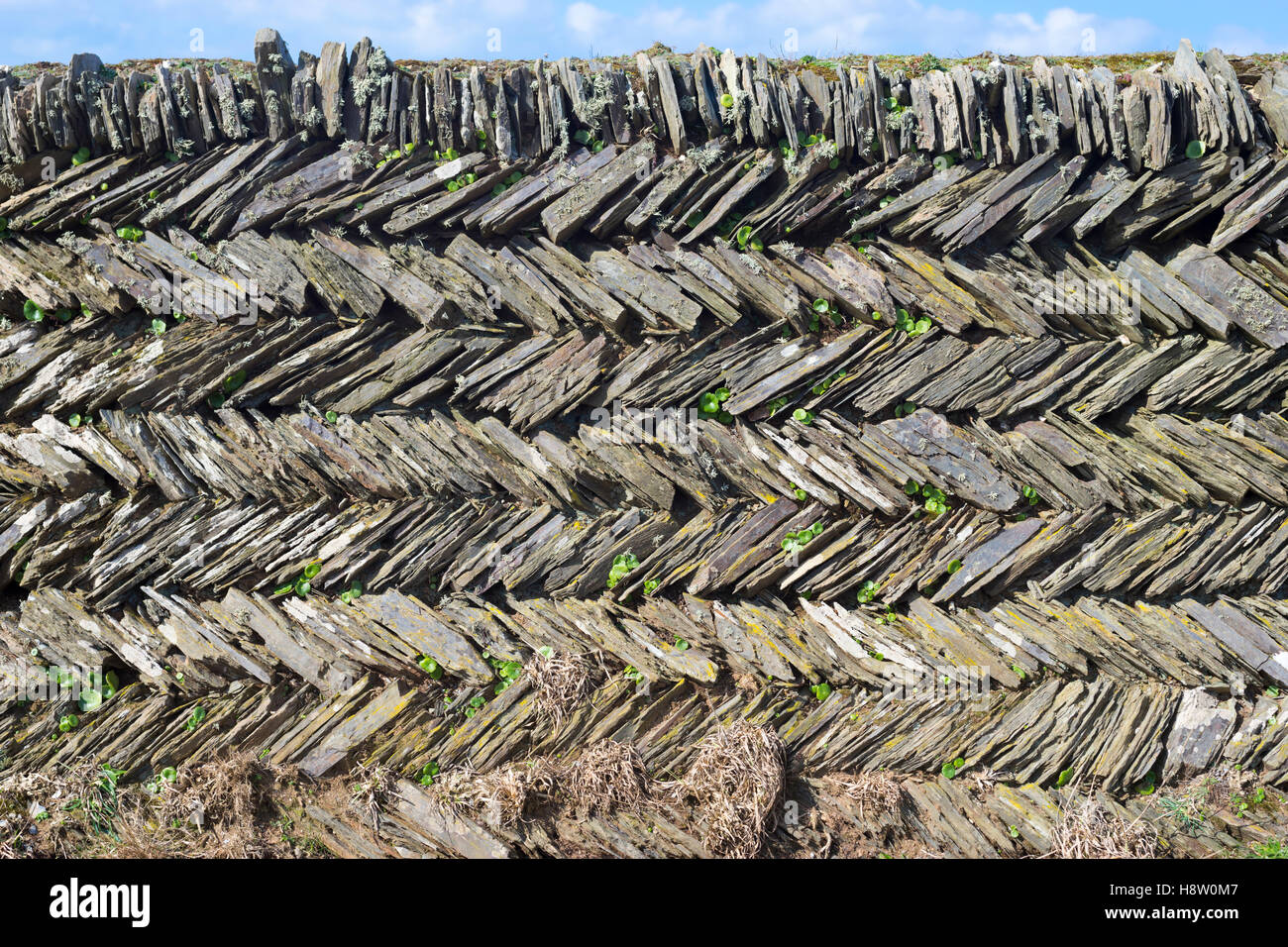 Cornish Stein Hecke mit Sandsteinquadern Fischgrätmuster, Cornwall Stockfoto