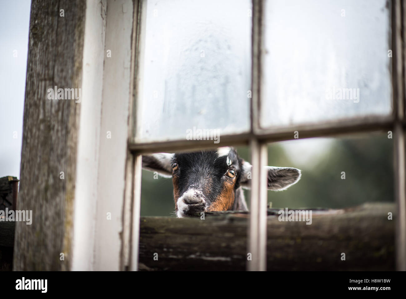 Porträt einer Ziege durch ein Fenster Rahmen Stockfoto
