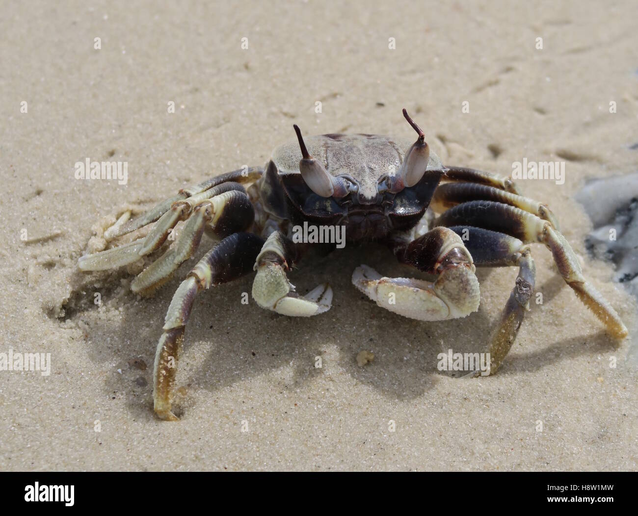 Krabbe am Lamai Beach, Koh Samui, Thailand, Südostasien Stockfoto