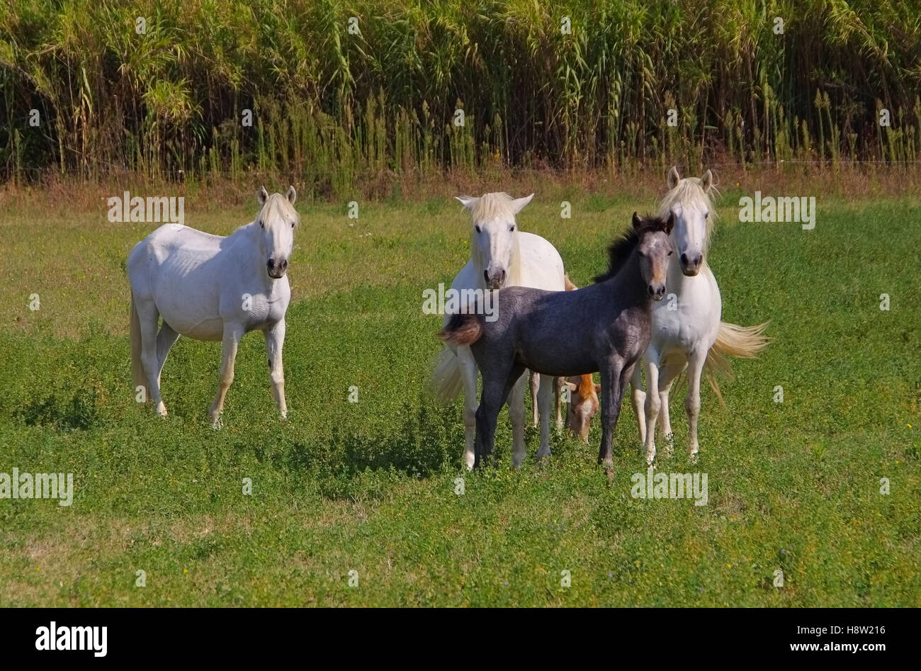 Camargue-Pferde - weiße Pferde in der Camargue, Provence in Frankreich Stockfoto