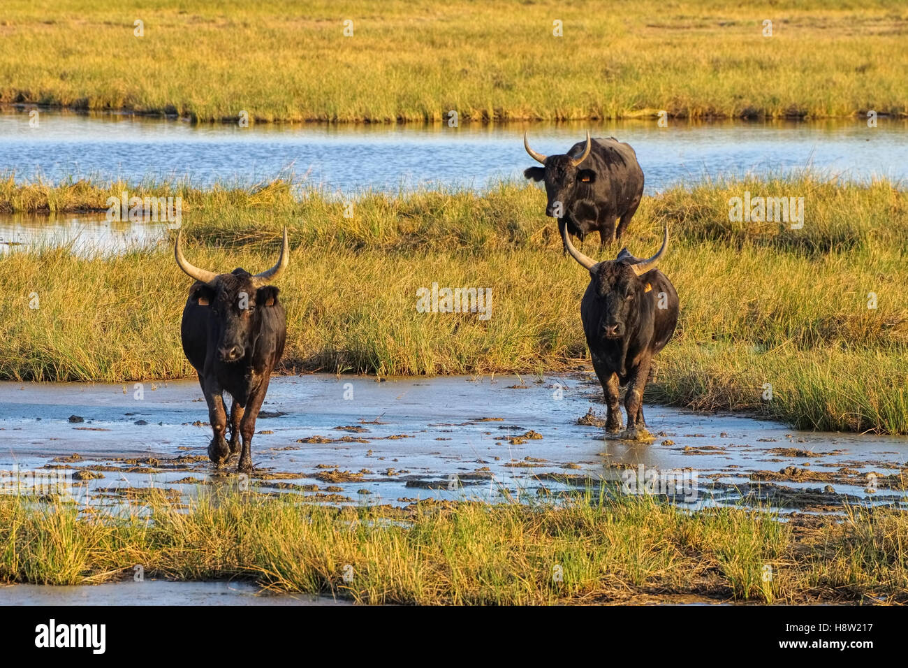 Schwarze Camargue-Stiere - schwarze Camarguais Stiere im Sumpf, Südfrankreich Stockfoto