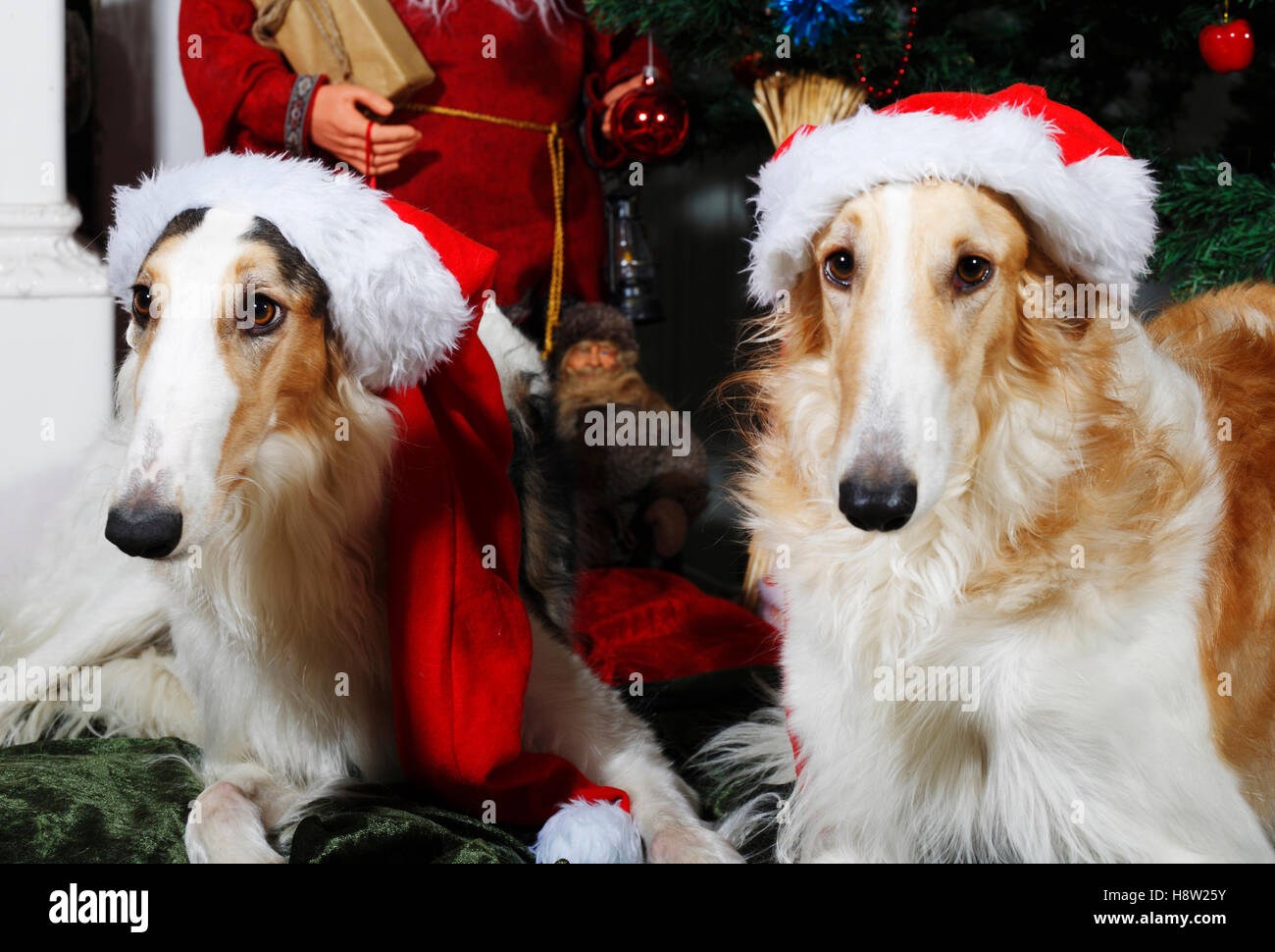 großen Barsoi Hunde als Weihnachtsmann verkleidet Stockfoto