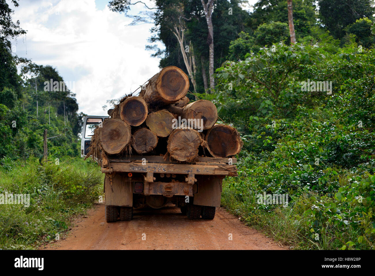 LKW beladen mit Baumstämmen, illegaler Holzeinschlag, Amazonas Regenwald Holz, Trairão Bezirk, Pará, Brasilien Stockfoto