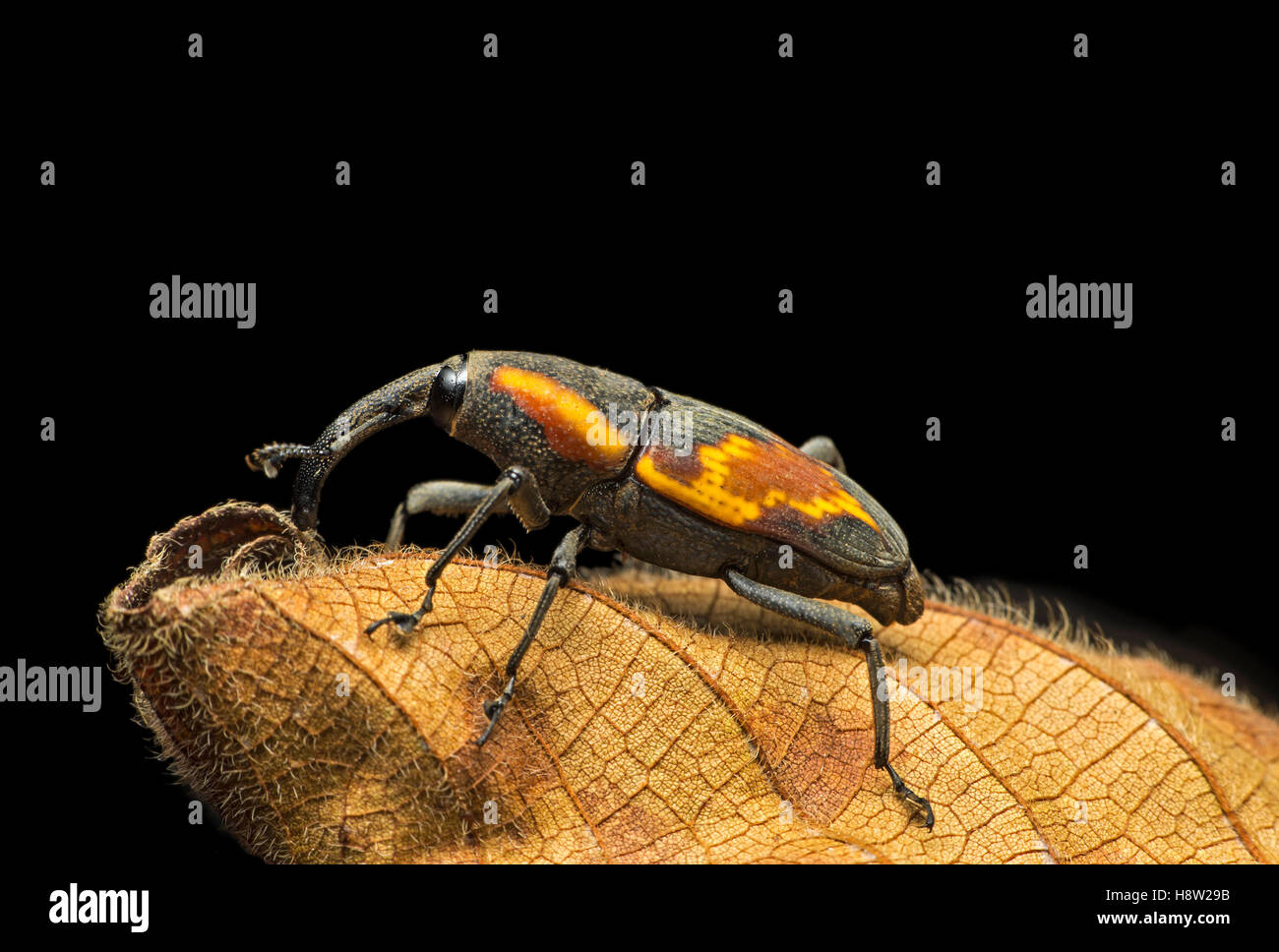 Neotropische Rüsselkäfer (Curculionidae), Choco Rainforest, Canande River Nature Reserve, Ecuador Stockfoto