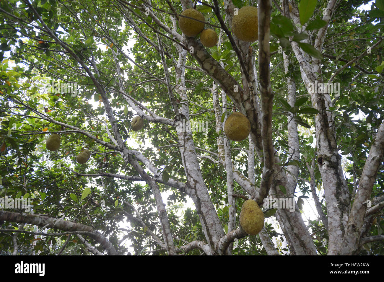 Jackfrüchte (Artocarpus Heterophyllus) mit reifen Früchten, Asentamento Areia, Trairão Bezirk, Pará, Brasilien Stockfoto