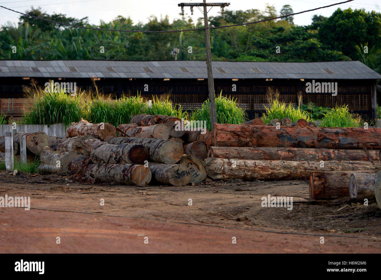 Sägewerk, illegalen Holzeinschlag, Amazonas Regenwald, Trairão, Trairão Bezirk, Pará, Brasilien Stockfoto