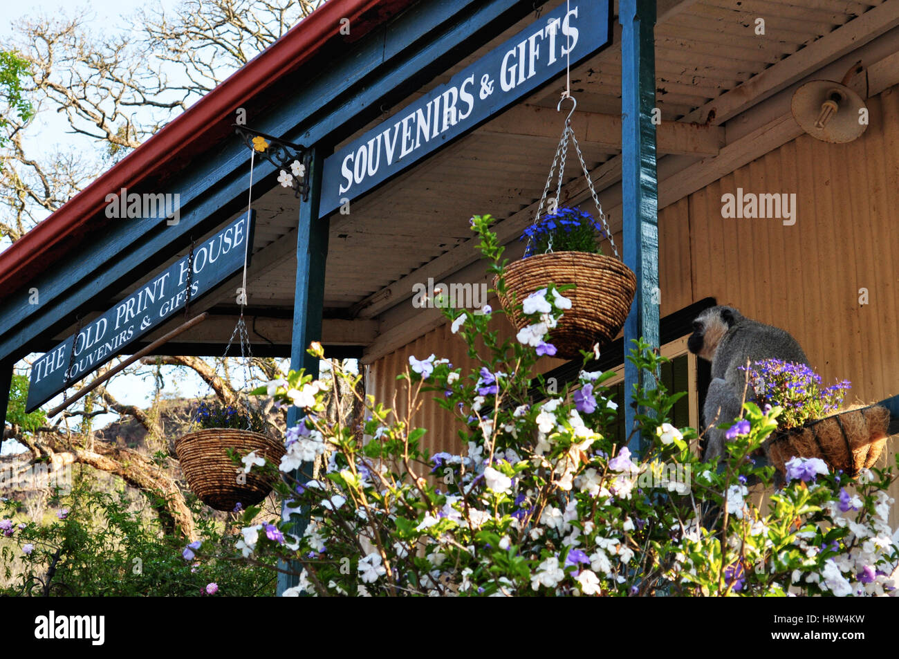 Südafrika: Die alte Print House, ein Souvenirladen Pilgrim es Rest, der zweite der Transvaal gold Felder Stockfoto