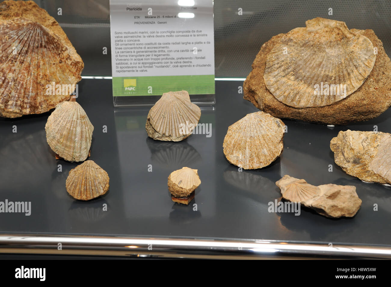 Sardinien fossilen Muscheln im archäologischen Zentrum (Paleoarcheocentro) der Paleo Genoni, Sardinien, Italien Stockfoto