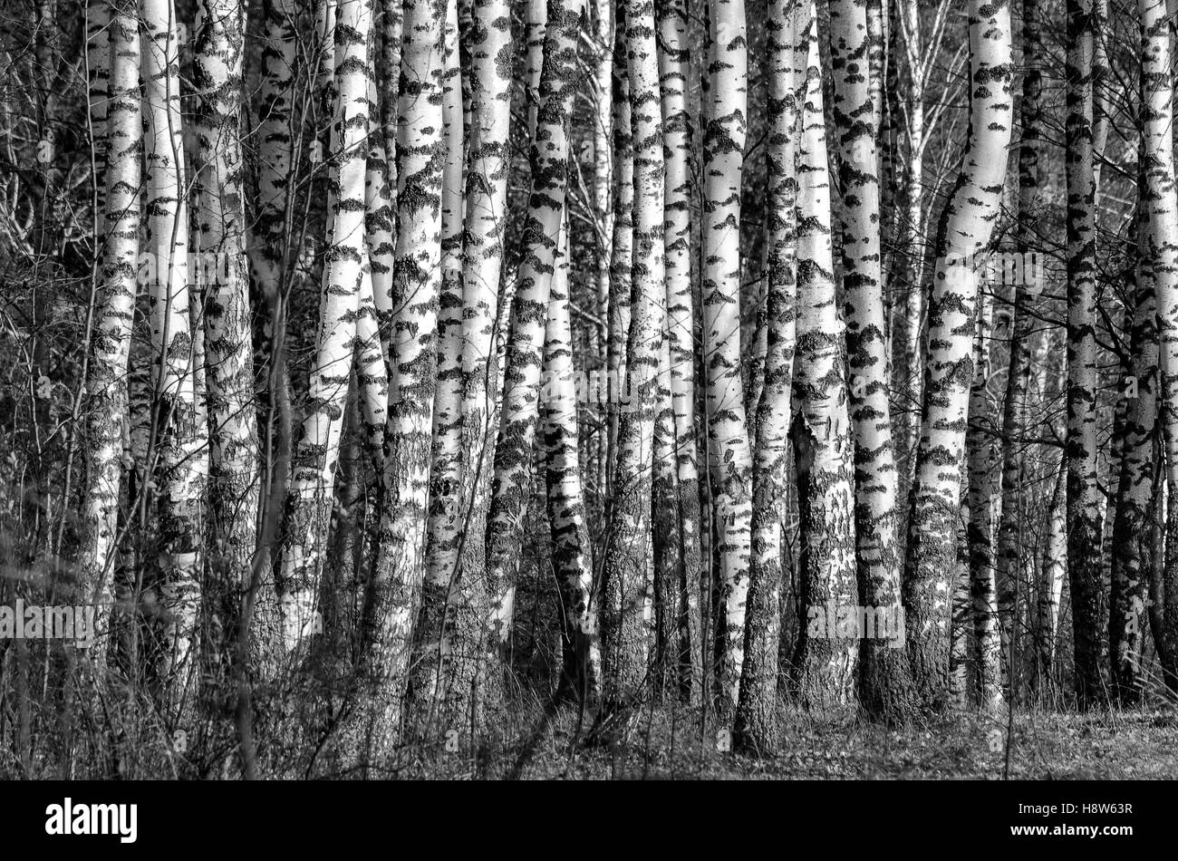 Viele Birken im Wald, fotografiert auf schwarz-weiß-Foto Stockfoto