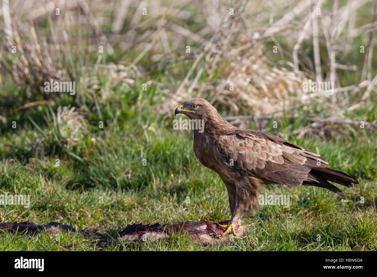 Schreiadler Aquila Pomarina, Schreiadler Stockfoto