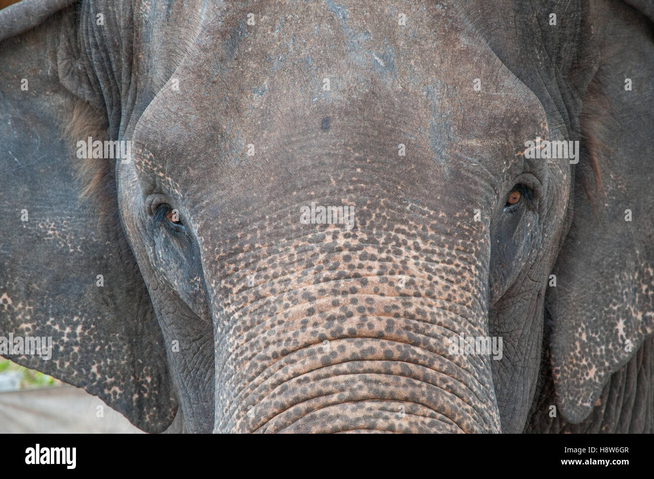 Domestizierte indischen Elefanten in Thailand Stockfoto