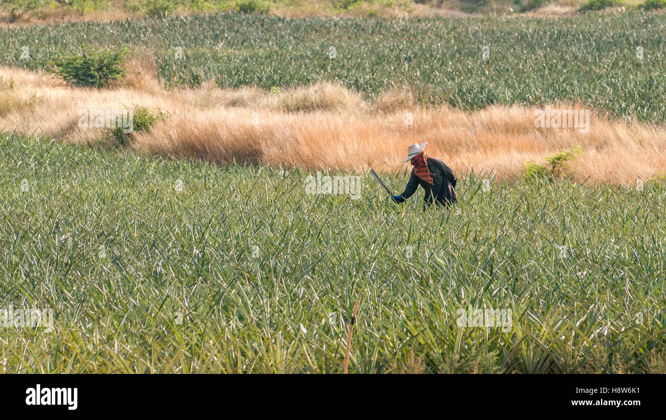 Thai-Mann arbeitet in einer Ananas-Feld in der Landschaft südlich von Hua Hin, Thailand Stockfoto