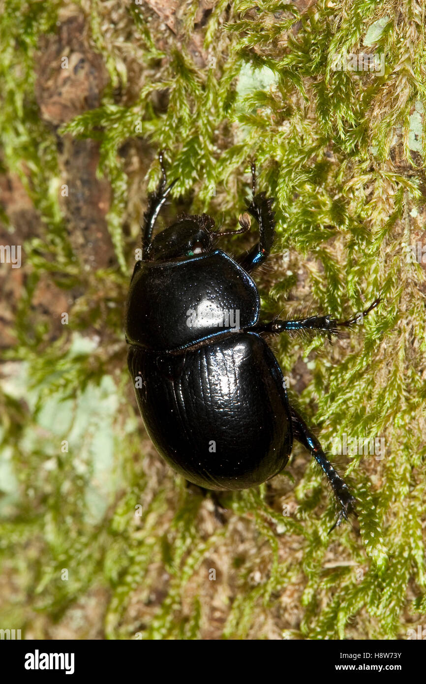 Waldmistkäfer, Wald-Alltagsrealität, Alltagsrealität, Anoplotrupes Stercorosus, Geotrupes Stercorosus, Rosskäfer, gemeinsame Dor Käfer, Geotrup Stockfoto