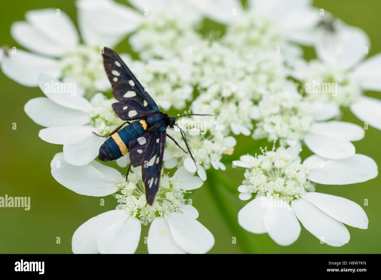 Weissfleck Widderchen, Amata Phegea, neun gefleckte Moth Stockfoto