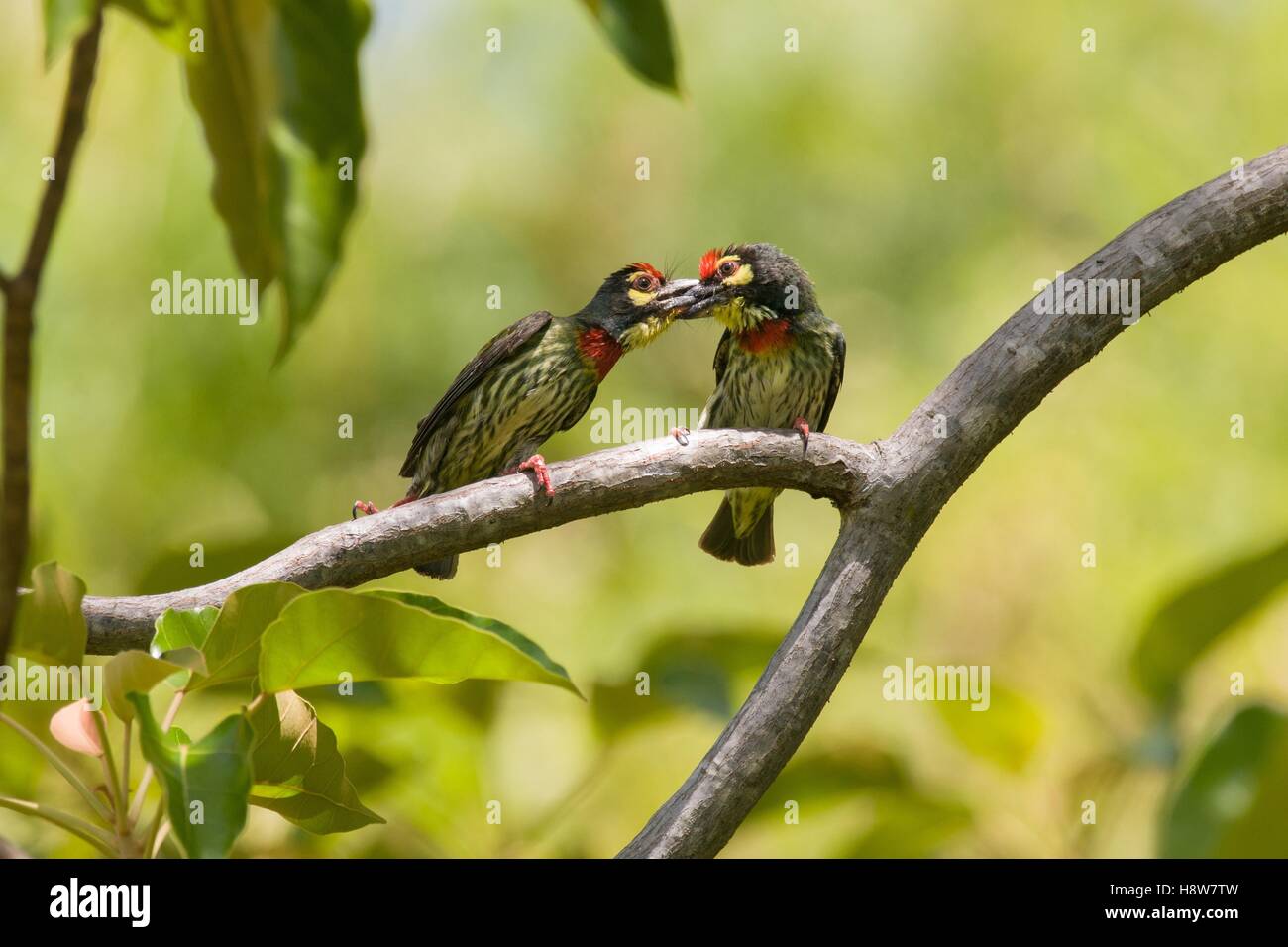 Tropische Vögel küssen. Zwei Kupferschmiede - Megalaima haemacephala barbets - zusammen gehockt und Küssen in Baum am Lake Toba, Nord Sumatra, Indonesien Stockfoto