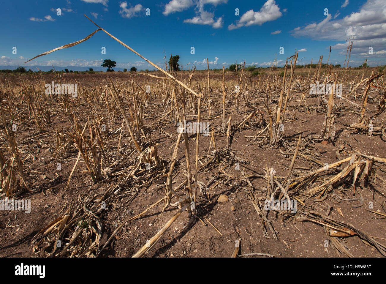 Ein Feld der Toten Maispflanzen unter blauem Himmel in Chikwawa District, südliche Malawi, während der schweren Dürre im 2016 durch El Niño verursacht. Stockfoto