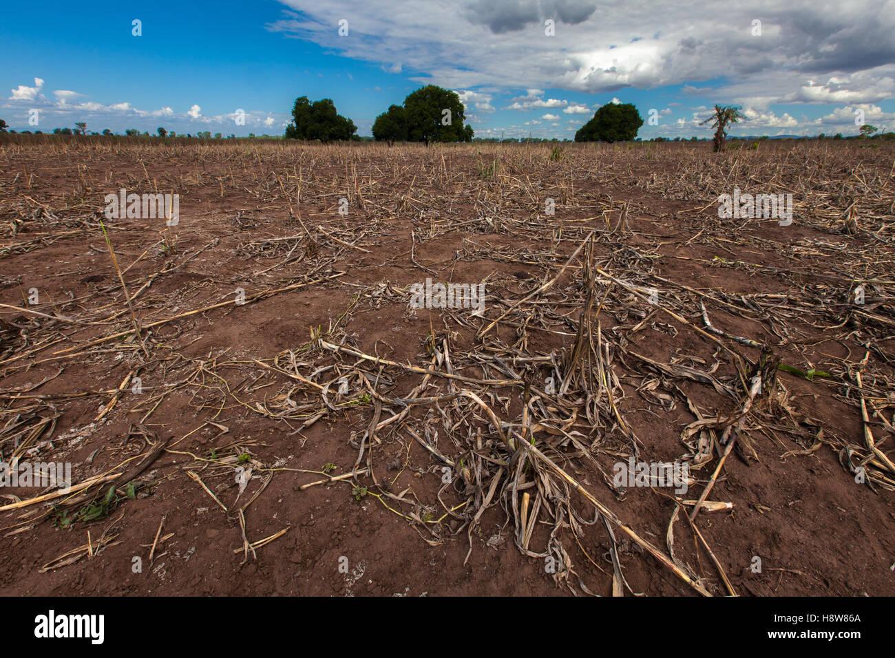 Ein Feld der Toten Maispflanzen unter blauem Himmel in Chikwawa District, südliche Malawi, während der schweren Dürre im 2016 durch El Niño verursacht. Stockfoto