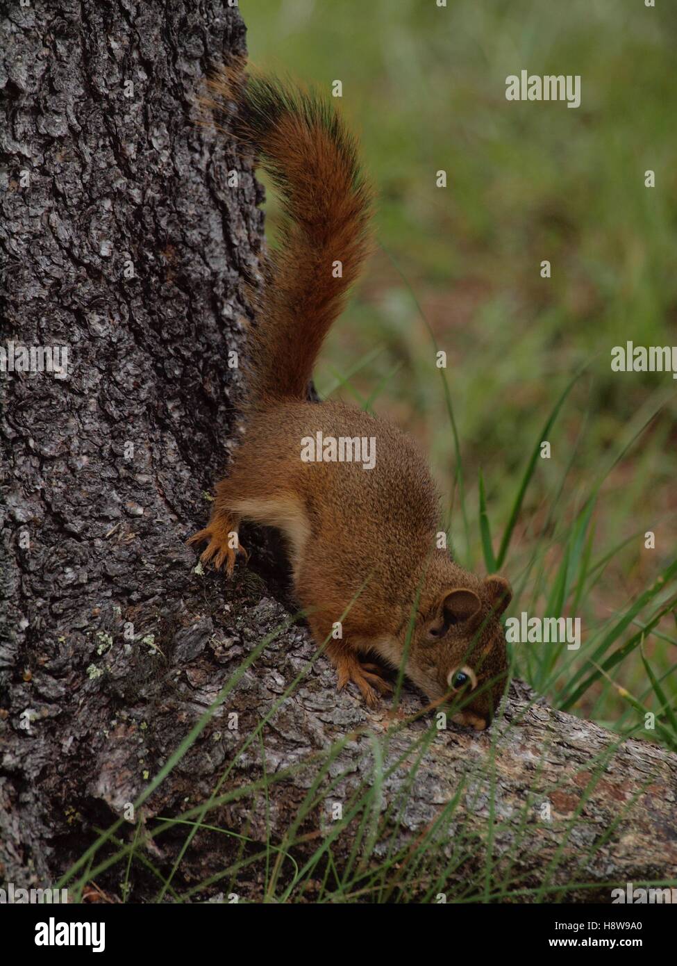 North American Rotes Eichhörnchen (Tamiasciurus Hudsonicus) Stockfoto