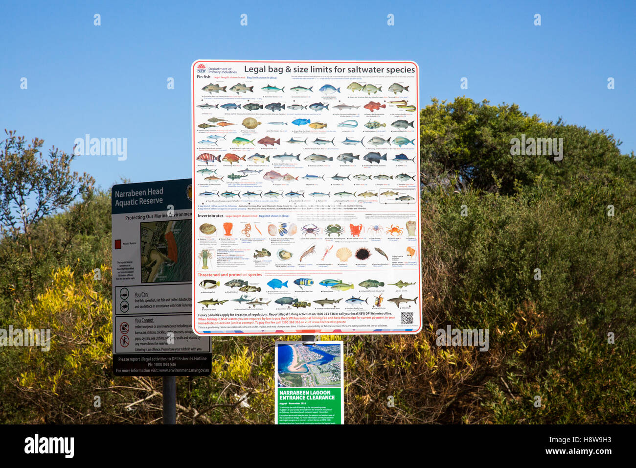 Salzwasserfische rechtliche Gewichte und Größen-Diagramm in Narrabeen Beach, Sydney, Australien Stockfoto
