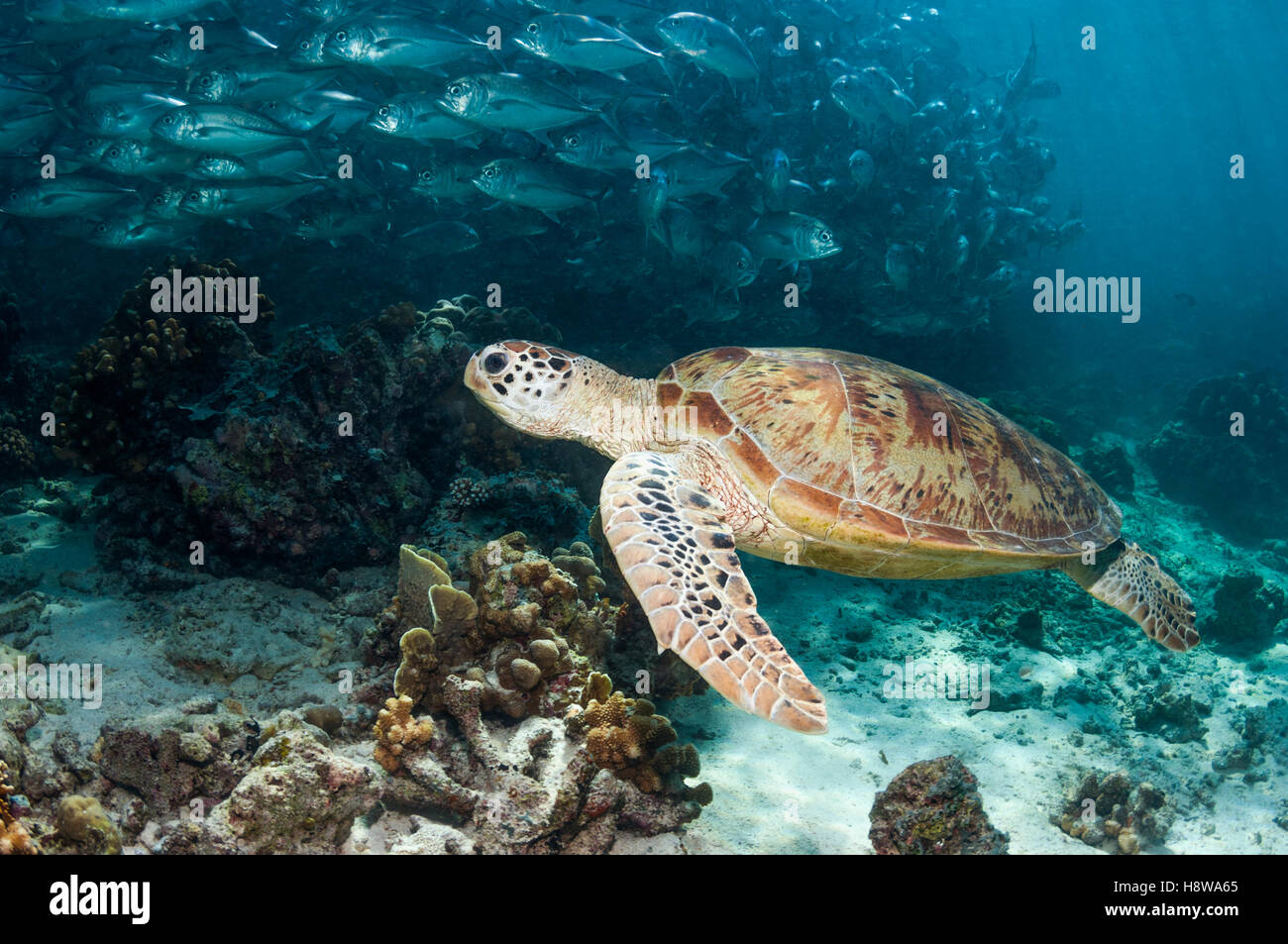 Grüne Schildkröte [Chelonia Mydas] schwimmen über Korallenriff mit einer Schule von Bigeye Trevally [Caranx Sexfasciatus].  Similan Inseln, Stockfoto