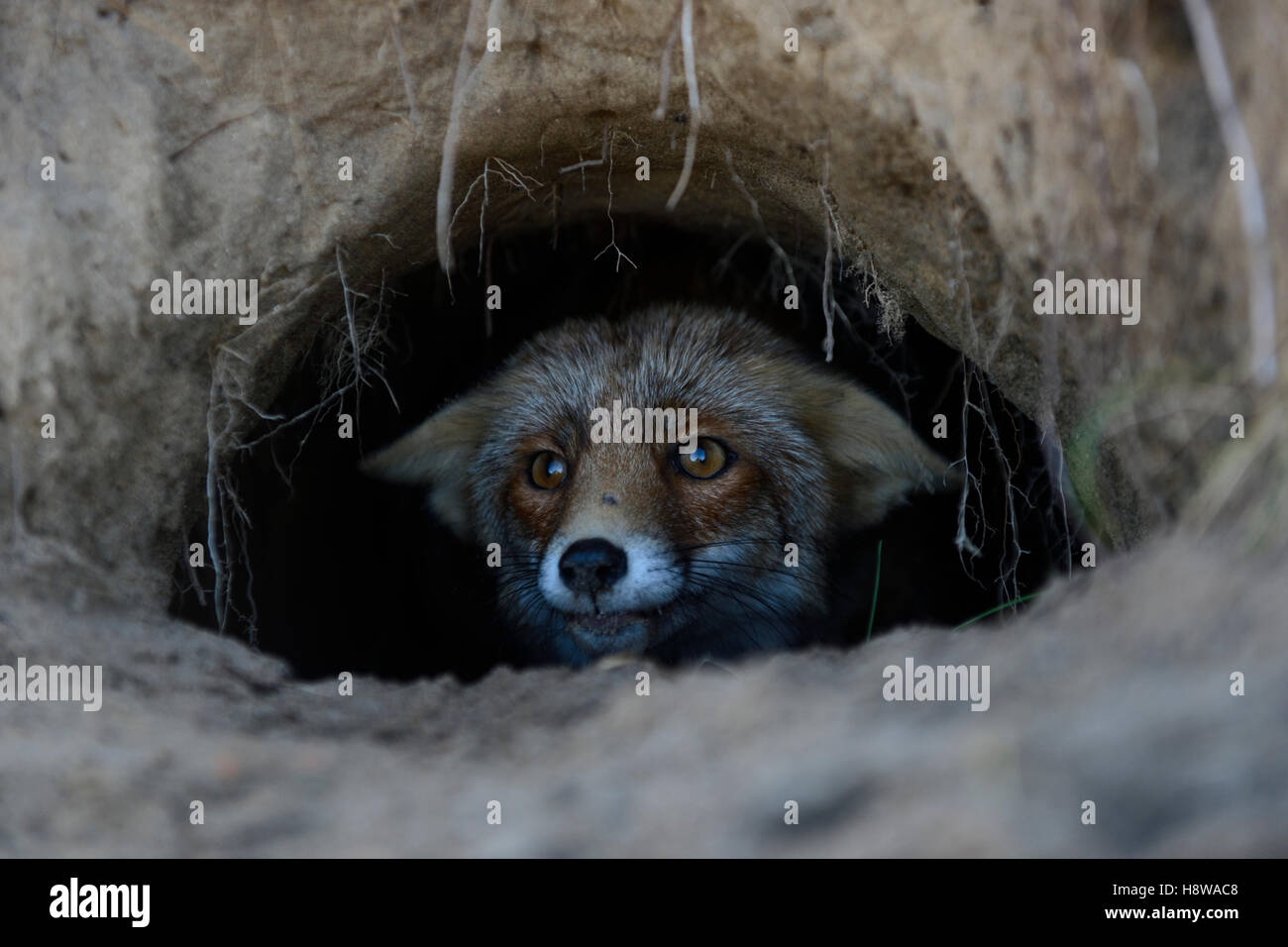 Rotfuchs / Rotfuchs (Vulpes Vulpes) aus seiner Fuchsbau, Loch, Höhle, vorsichtig, aufmerksam, lustig Nahaufnahme beobachten. Stockfoto