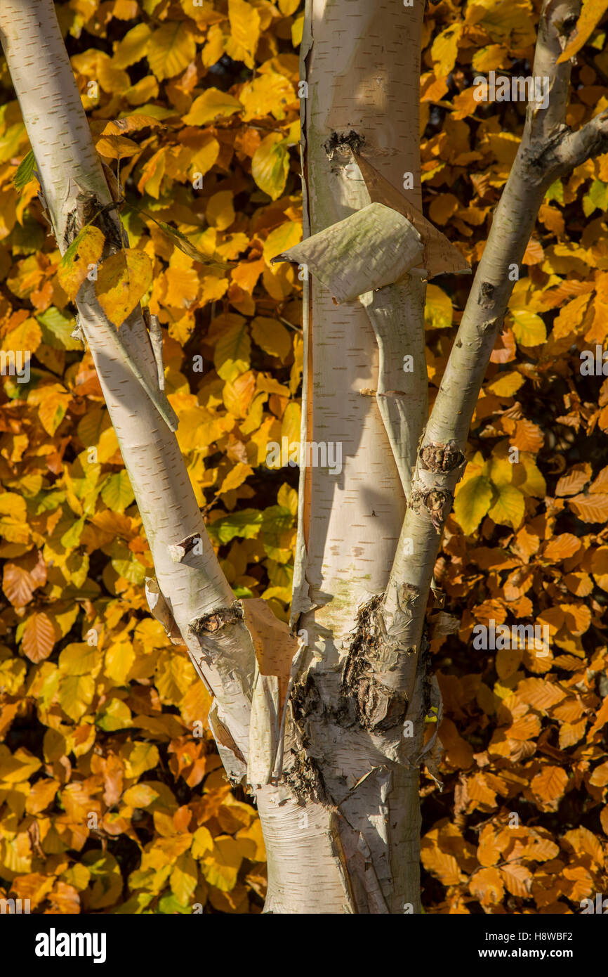 Eine gemeinsame Buche Hecke im Herbst (Fagus Sylvatica), mit Himalaya-Birken und ihre Peeling weißen Rinde fallen auf einer Wiese. Stockfoto