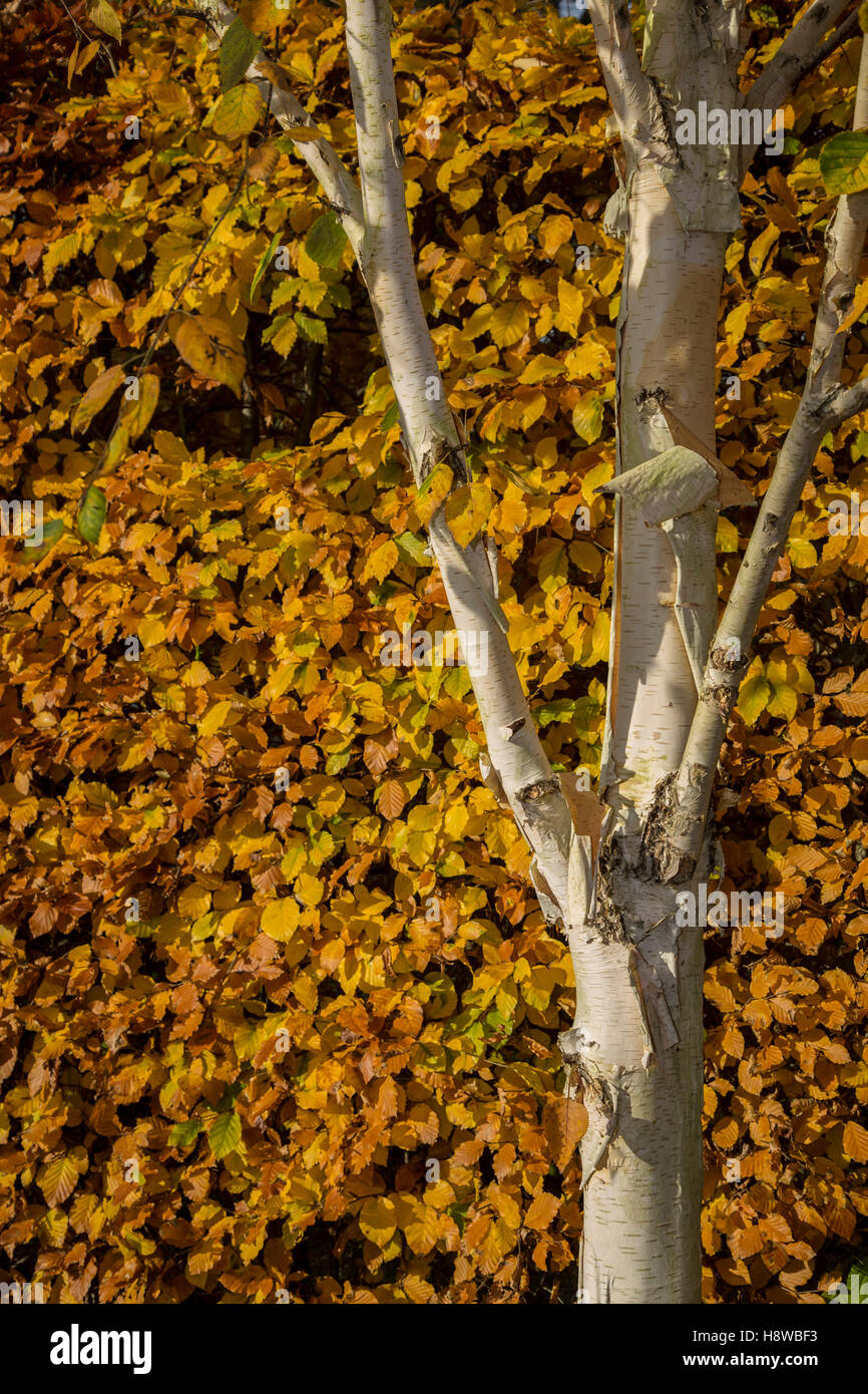 Eine gemeinsame Buche Hecke im Herbst (Fagus Sylvatica), mit Himalaya-Birken und ihre Peeling weißen Rinde fallen auf einer Wiese. Stockfoto