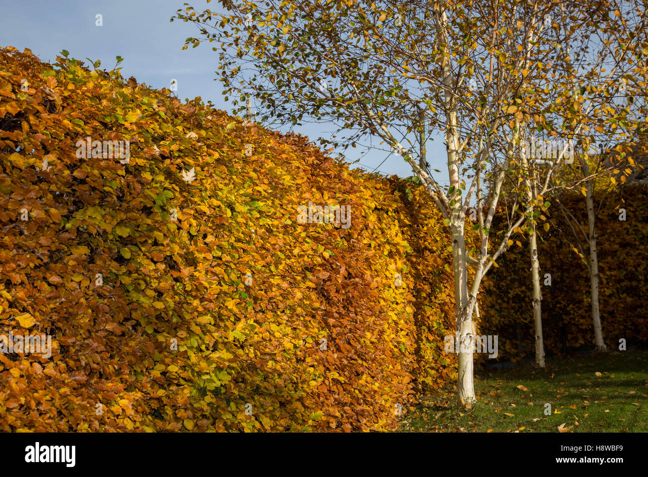 Eine gemeinsame Buche Hecke im Herbst (Fagus Sylvatica), mit Himalaya-Birken und ihre Peeling weißen Rinde fallen auf einer Wiese. Stockfoto