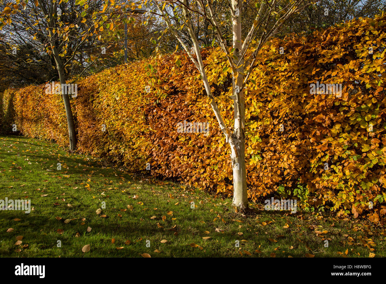 Eine gemeinsame Buche Hecke im Herbst (Fagus Sylvatica), mit Himalaya-Birken und ihre Peeling weißen Rinde fallen auf einer Wiese. Stockfoto