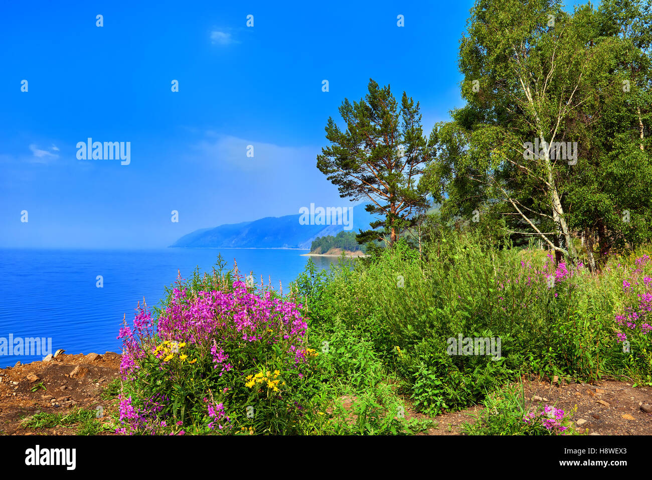 Willow-Kraut (Chamerion Angustifolium) Blumen am Ufer des Baikalsees. Ost-Sibirien. Russland Stockfoto Willow-Kraut (Chamerion Angustifolium) Blumen am Ufer des Baikalsees. Ost-Sibirien. Russland Stockfoto