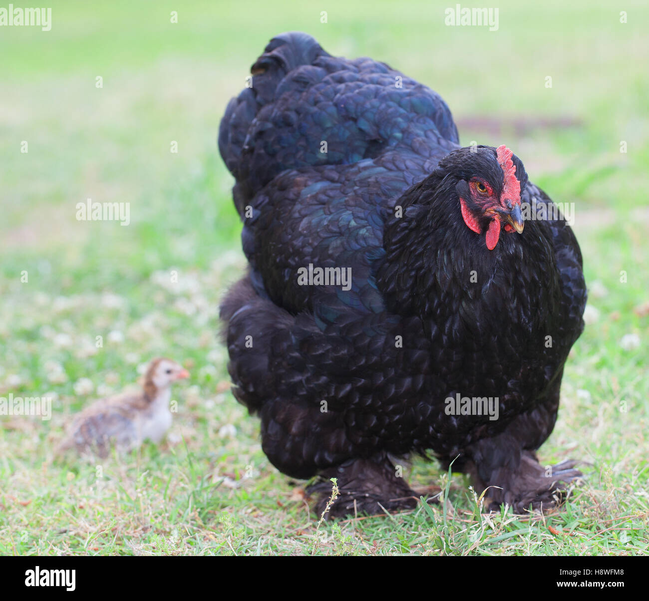 Huhn Henne halten vor ihrem Baby-Küken Stockfoto