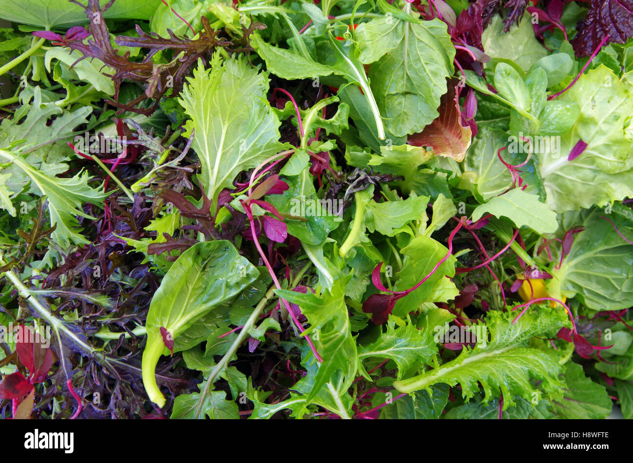 Gemischter Salat roh Blatt Feld Grüns closeup Stockfoto