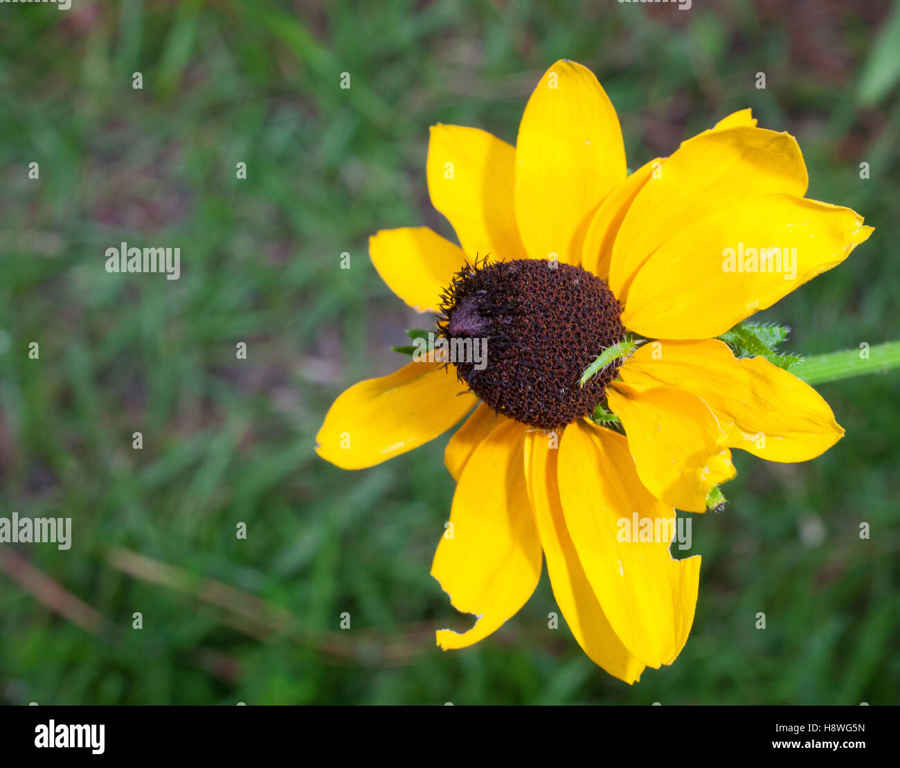 Große gelbe Blume, der einen grünen und grünen Hintergrund hat Stockfoto